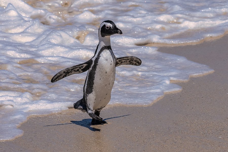 151 Boulders Beach, Zuid-Afrika.jpg